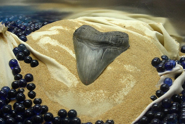 A megalodon shark tooth on display at Ripley's Believe it or Not Museum, Ocean City, Maryland.
