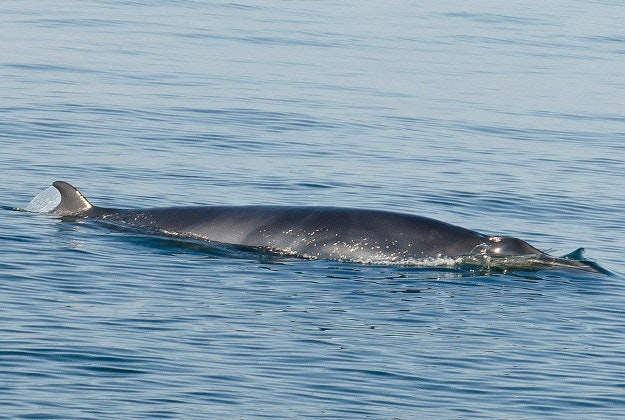 A minke whale.