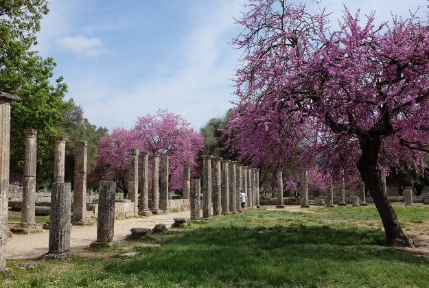 Cercis blooms in Olympia, Greece.