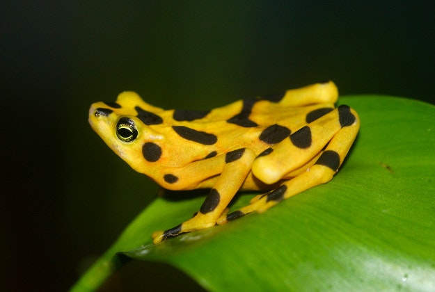 Panamanian Golden Frog.