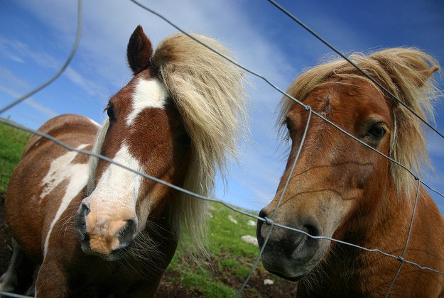 Shetland ponies.