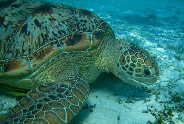 Sea Turtle.