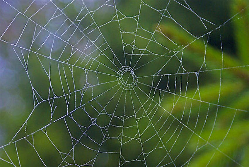 Travel News - Spider web Randi Hausken Spider web.