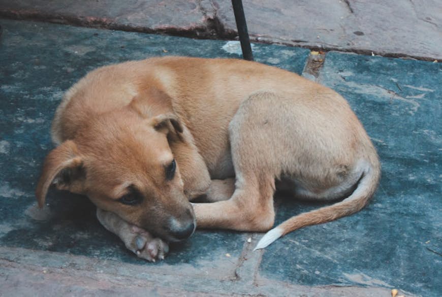 A stray dog on the streets of Delhi.