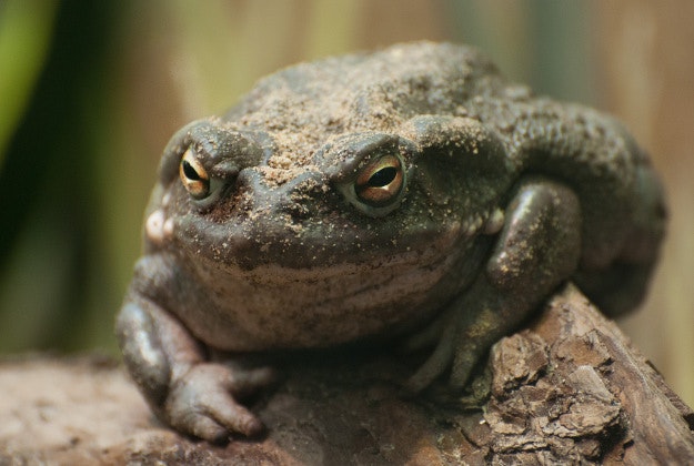 Toxic toad soup hospitalises man in China.