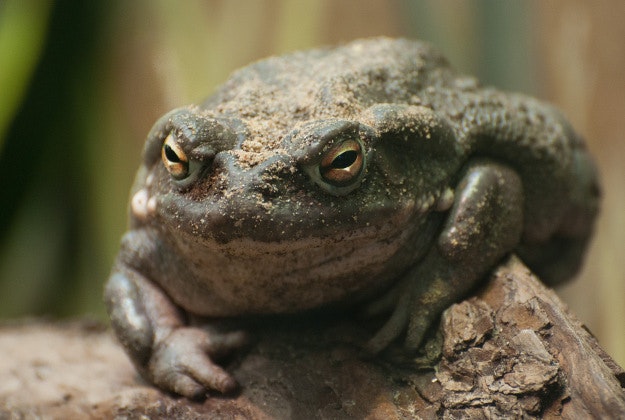 Toxic toad soup hospitalises man in China.