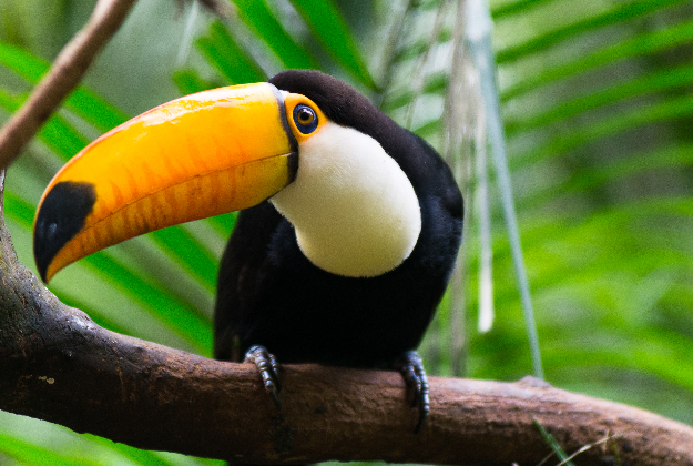 A toucan at Parque des Aves in Brazil.