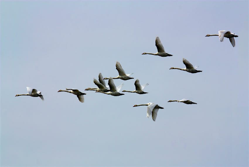 Travel News - birds1 Bird strikes are common and normally leads to a plane landing to be checked for damage
