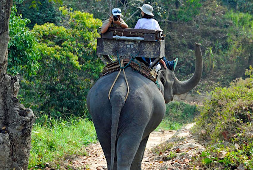 Travel News - elephant An elephant trek in Chiang Mai.