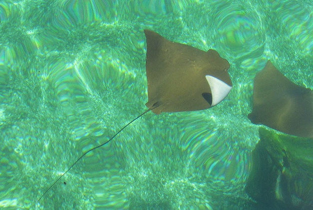Stingray footage goes viral.