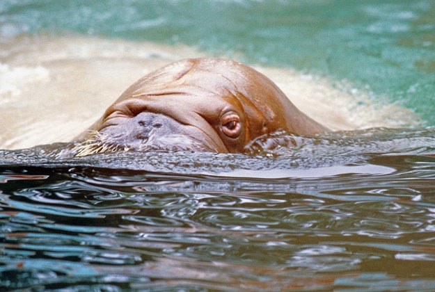 Walrus swimming, Alaska, 2010.
