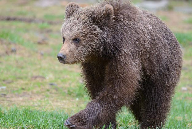 brown bear poop