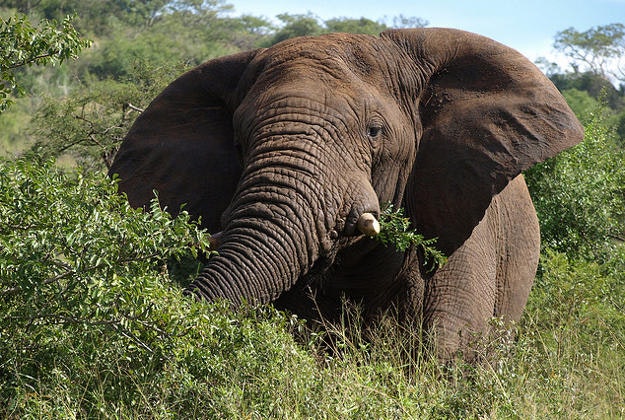 Bull elephant.