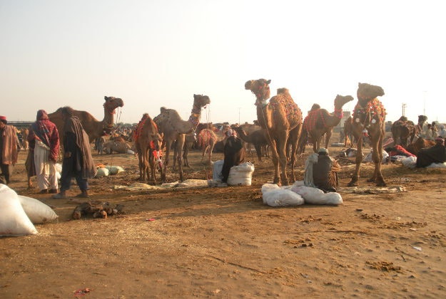 Decorated camels at market in Karachi, Pakistan.