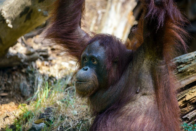 An orangutan at Duisburg Zoo.