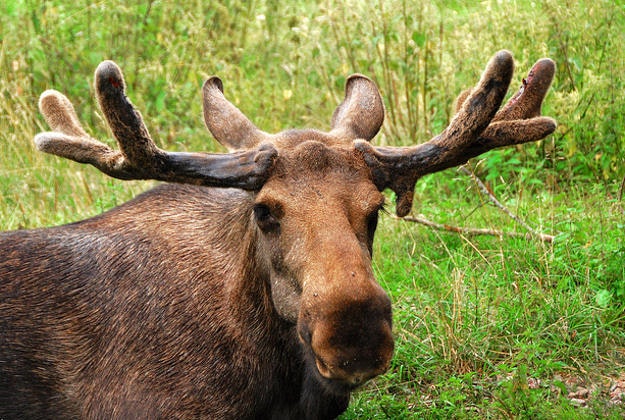 Elk in Sweden.
