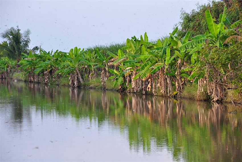Travel News - Kedah Mangroves on the banks of a river in Kedah.