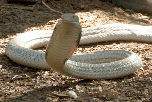 A deadly king cobra.