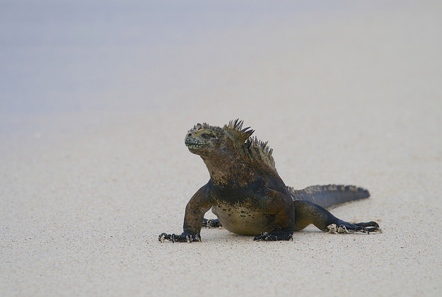 Marine iguana in the Galapagos Islands.