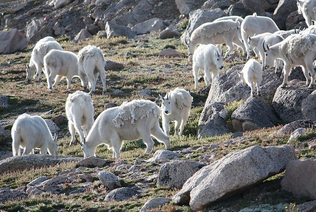 Herd of mountain goats.
