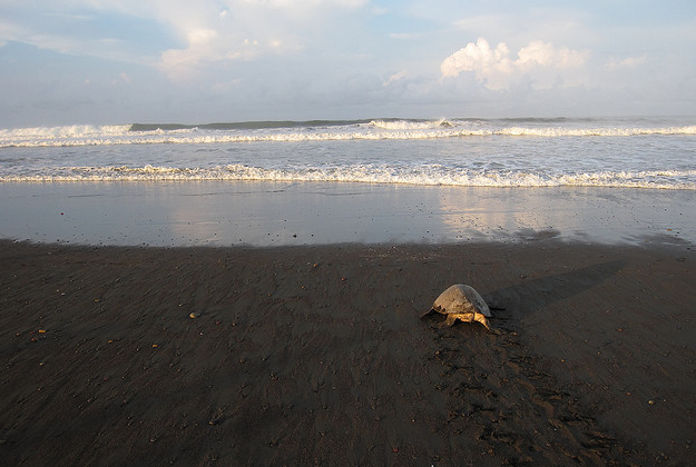 A sea turtle returning to the sea on Ostional Beach.