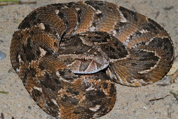 Puff adder.