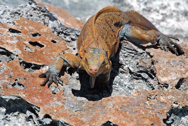 Rock iguana, San Salvador Island., Bahamas.