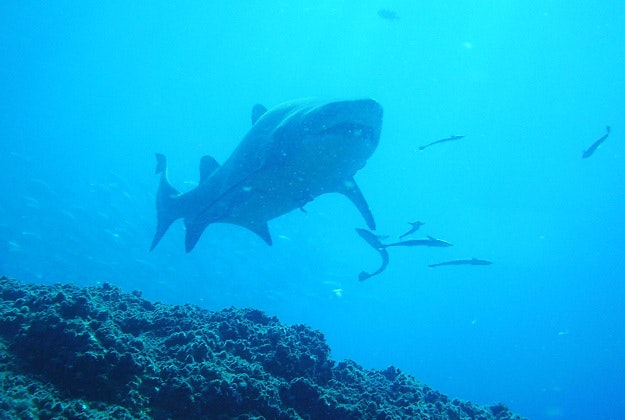 Australian authorities meet for shark summit.