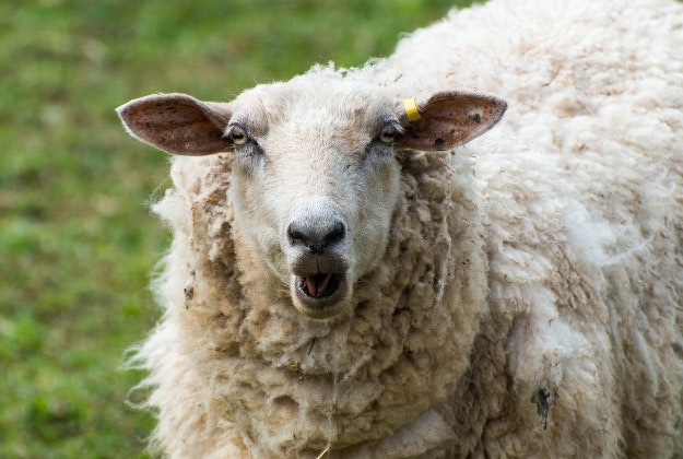 Lost sheep gets a shear.