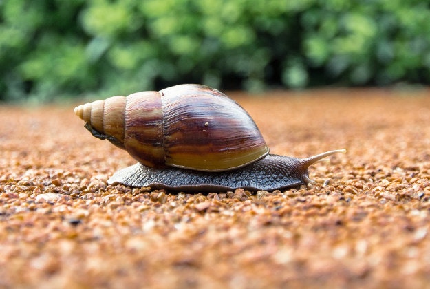 World's smallest snails discovered in China.