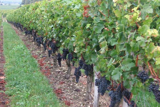 A vineyard near Bordeaux.