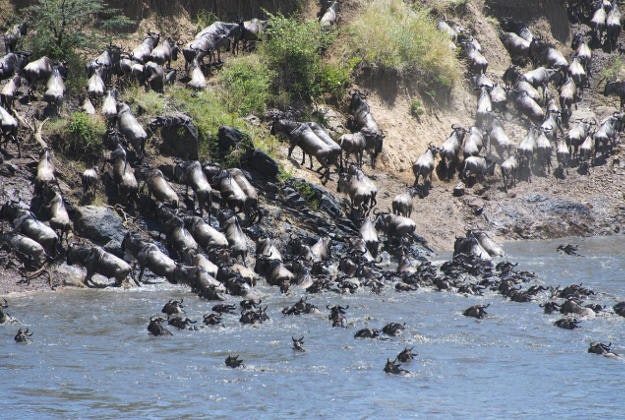 The wildebeest migration in the Masai Mara.