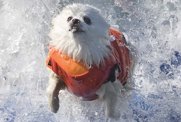 Ziggy competes in the small-dog division during the Unleashed Surf City Surf Dog contest in Huntington Beach, Calif.