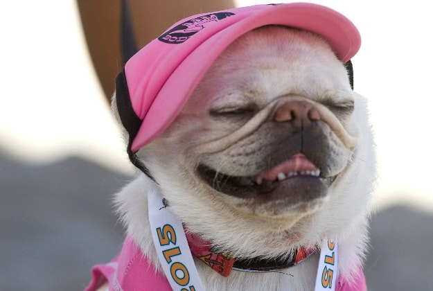 Gidget wears a Surf City Surf Dog medal after competing in the Unleashed Surf City Surf Dog contest in Huntington Beach, Calif.