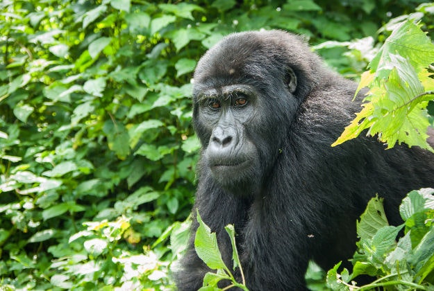 A Ugandan mountain gorilla.