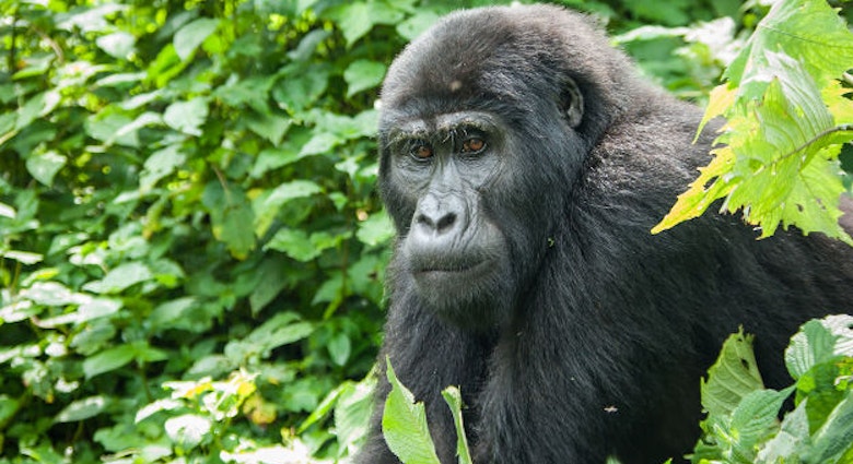 Travel News - gorilla