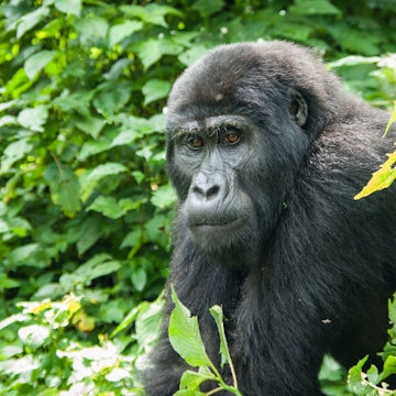 Travel News - gorilla
