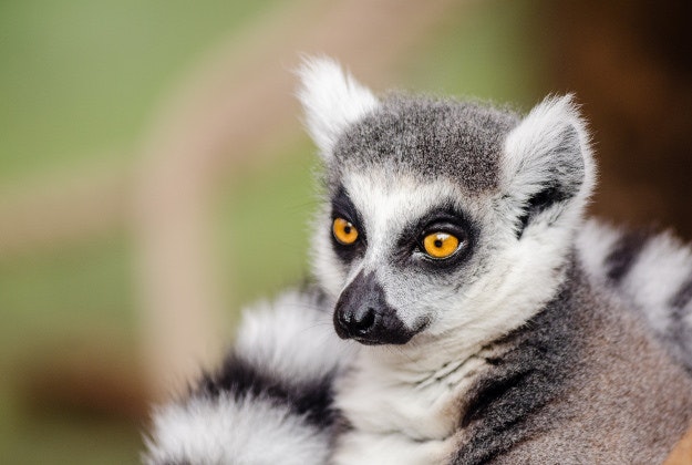 A ring-tailed lemur in Madagascar.