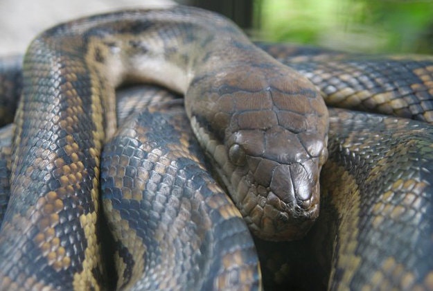 Large snakes finding comfort from the drought in Townsville residents' toilets.