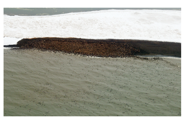 Walruses gather at Point Lay, Alaska.
