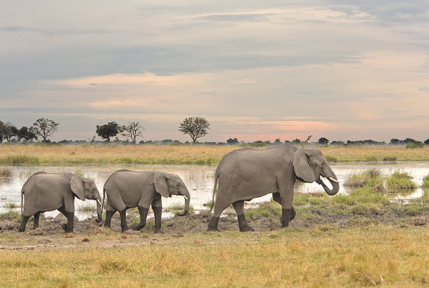 Elephants lumber past a watering hole in Kwando Reserve in Botswana. 