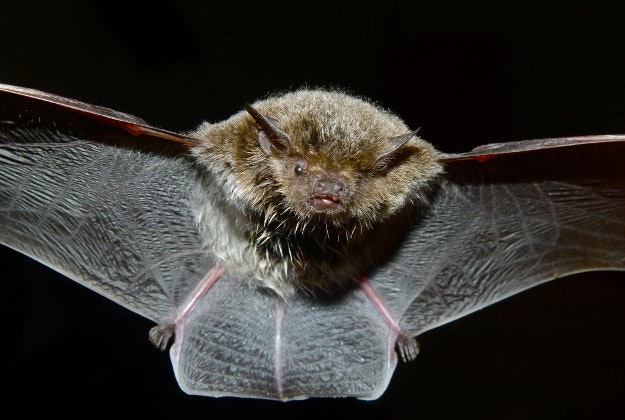 Midge-eating bats make a comeback in Scotland.