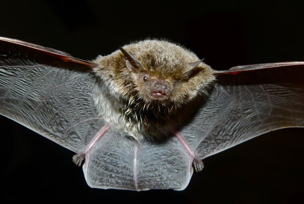 Infected bat signals rabies has returned to Norway.