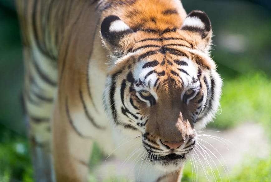 Star followed by Bengal tiger in the Sanjay Gandhi National Park.