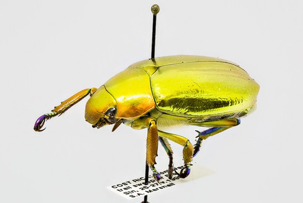 Costa Rica beetle, (Chrysina aurigans).