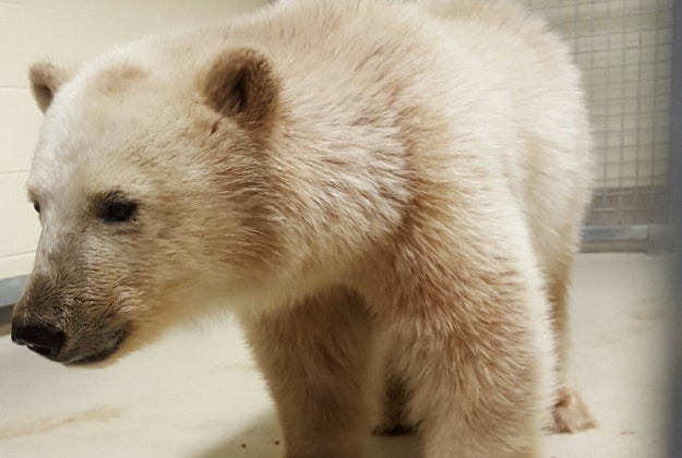 A polar bear cub at Assiniboine Conservancy Park.