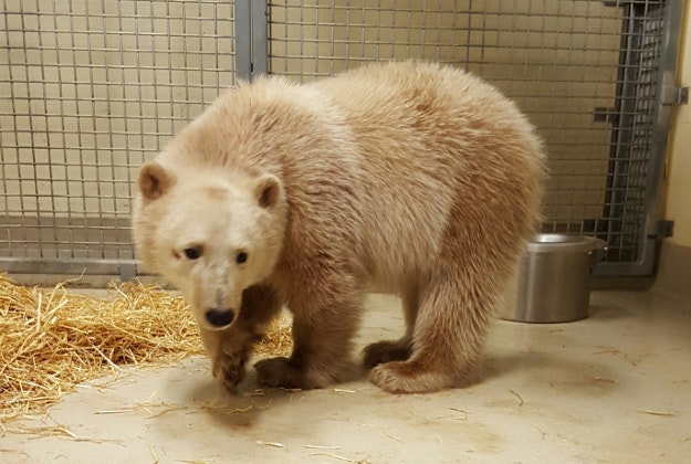 A polar bear cub at Assiniboine Park Conservancy.