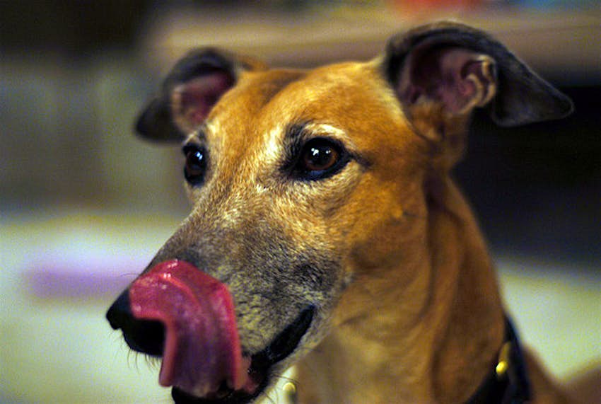 Travel News - Dog dining Foot AJ New York passes new doggy dining laws.