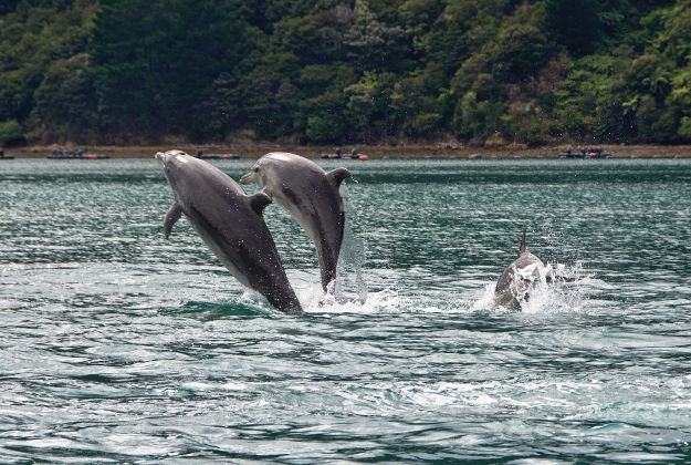 Dolphins off the coast of New Zealand.