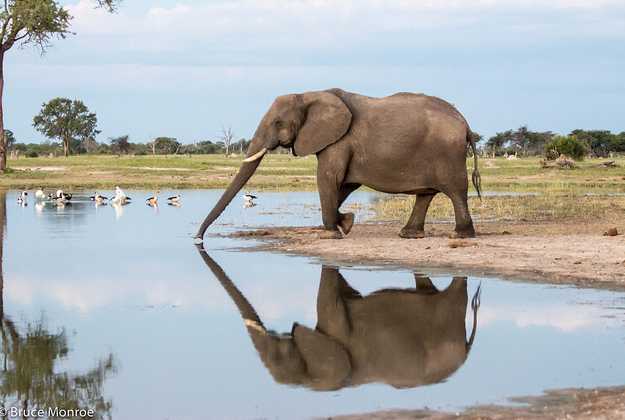 An elephant in Hwange National Park, Zimbabwe.